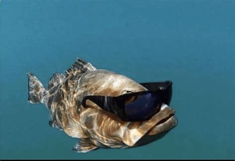 butt fish|Unlocking Nature's Best.